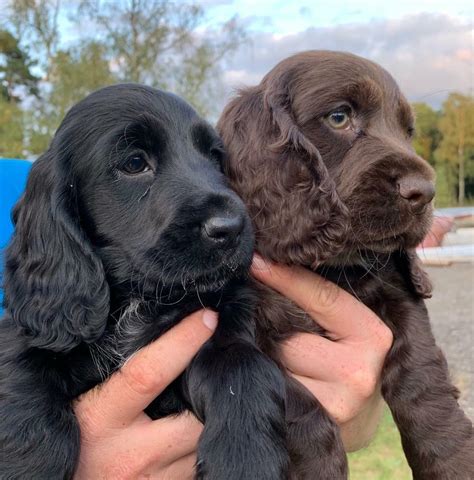 Show Type Cocker Spaniel Puppies For Sale | in Norwich, Norfolk | Gumtree