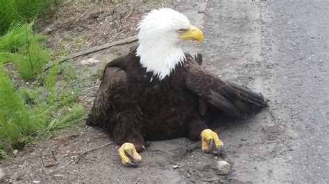 Bald eagle hit by vehicle while diving for prey along SR-14 in ...