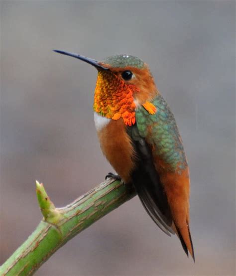 Allen's Hummingbird Guide (Selasphorus Sasin) - Birding Insider