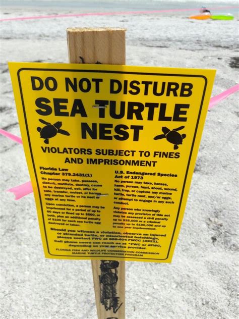 Turtle nesting season on gulf coast Florida | Gulf coast florida, Florida law, Florida