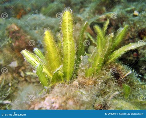 Marine Algae stock image. Image of plant, aquatic, river - 294201