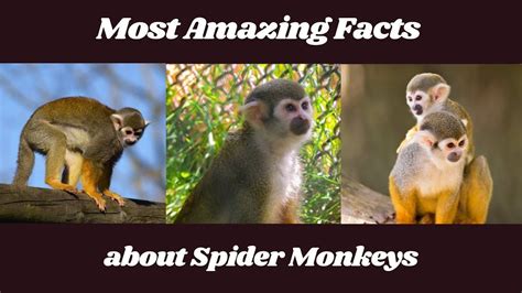 Spider Monkey Facts #shorts | Spider monkey, Animals wild, Fun facts