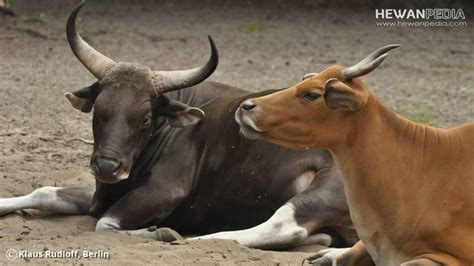 Banteng Liar Dijinakkan : Iral's Pena: Sapi Bali sebagai Kekayaan Plasma Nutfah ... - Sapi bali ...