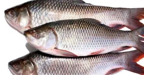 Rohu Fish In Tamil Name [15+ Benefits, Side Effect, Nutrient, Price]