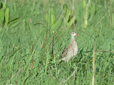 Live Updates: Tracking Upland Sandpiper Trans-hemispheric Migration | Vermont Center for Ecostudies