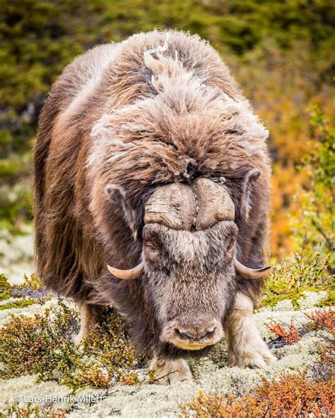 The amazing Musk Ox - to meet this mammals on the "Top of Norway" was ...