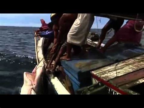 Sharks documentary english about sharks Part 3 - YouTube