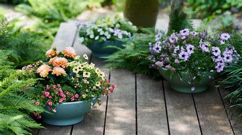 Best flowers for pots in shade – 7 container gardening…