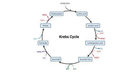 Krebs Cycle- Definition, Reactions, and Steps