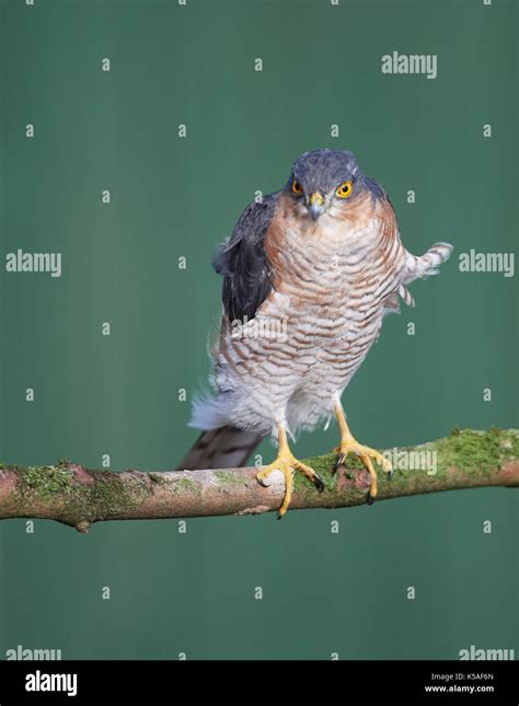 Sparrowhawk hunting small birds Stock Photo - Alamy