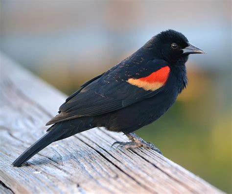 Red-winged Blackbird – Indiana Audubon