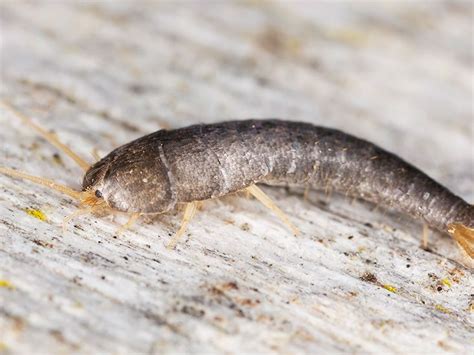 Do Silverfish Bite? Facts, Myths, and How to Get Rid of Them