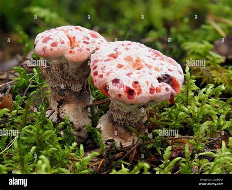 Bleeding Tooth Fungus, Hydnellum peckii Stock Photo - Alamy