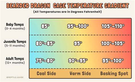 Bearded Dragon Lighting: Guide for Beginners (15+ Pictures)