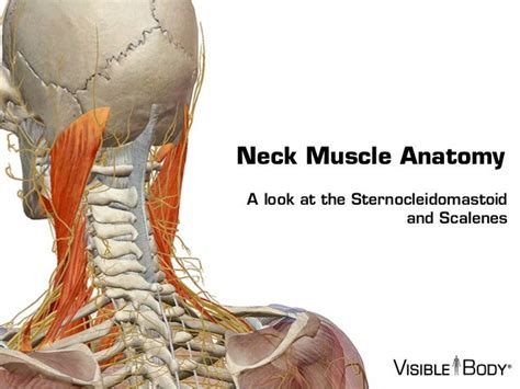 Visible Body - Sternocleidomastoid and the Scalene Muscles