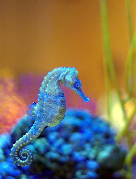 Seahorse | Beautiful sea creatures, Ocean creatures, Ocean animals