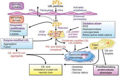 Low-Density Lipoproteins Cause Atherosclerotic Cardiovascular Disease ...