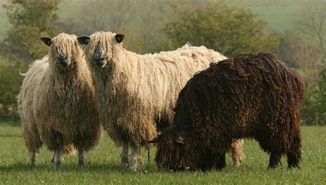 Wensleydale sheep - Native Breed.org