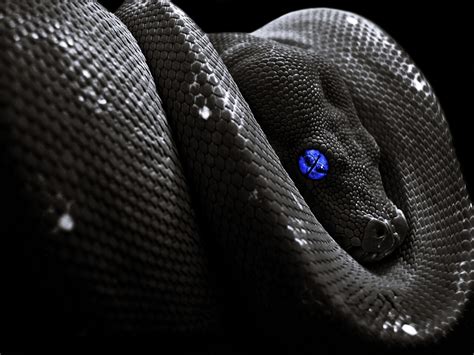 Black Snake Wallpaper - WallpaperSafari