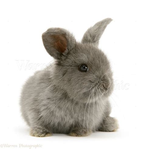 Grey baby Lop rabbit photo WP47604