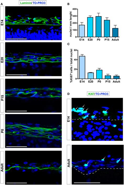 Leptomeningeal cells at different developmental stages. (A) Confocal ...