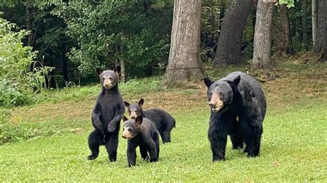 10 weird Great Smoky Mountain black bear encounters | wbir.com