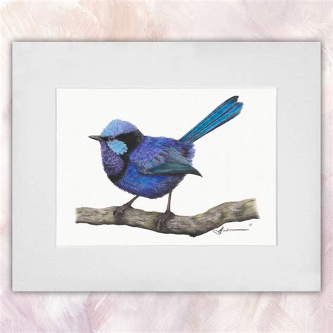 Splendid Fairywren (Male) - CS Illustrator