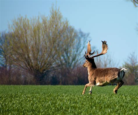 A male Fallow Deer running away from me last weekend : r/wildlifephotography