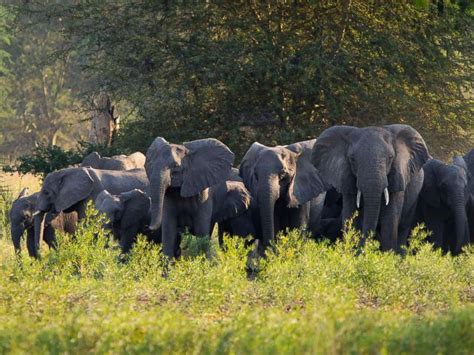 Poaching likely created a generation of tuskless elephants, scientists ...