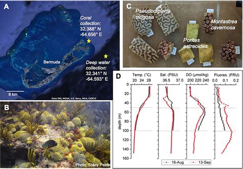 Frontiers | Discrete Pulses of Cooler Deep Water Can Decelerate Coral Bleaching During Thermal ...