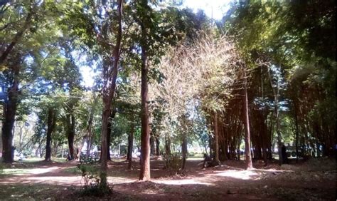 Muliro Gardens and Other Top Places to Visit in Kakamega County