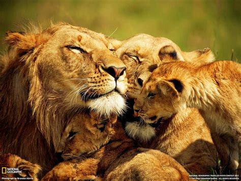 Happy lions family. Animals beautiful, Lion family, Lion HD wallpaper | Pxfuel