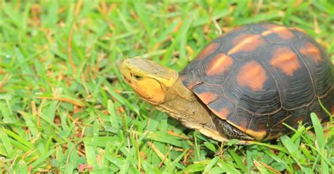 Chinese Box Turtle (Yellow-Margined Box) - All Turtles