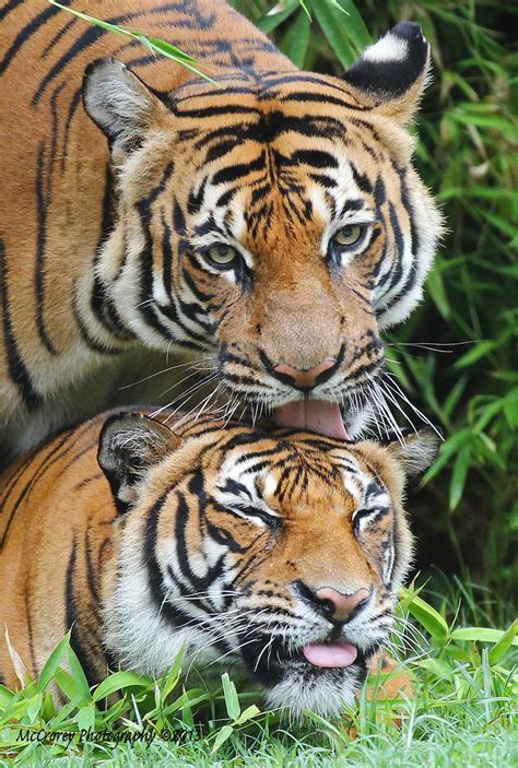 Tiger Love | A close up of two tigers a while back. | Karen McCrorey | Flickr