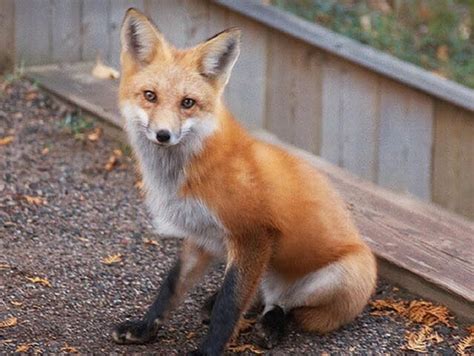 What is a male fox called? [2022] 🐬 | Animalia-life.club