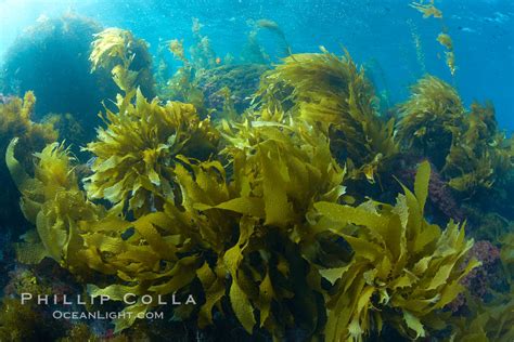 Marine algae, Catalina Island, California, #23594