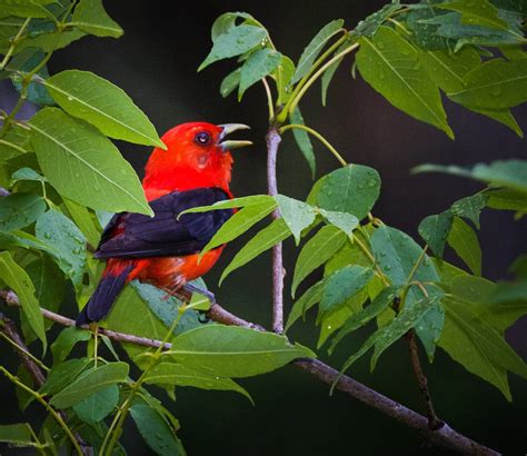 Feather Tailed Stories: Scarlet Tanager