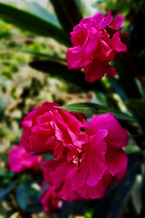 9 of the Best Oleander Varieties | Gardener’s Path