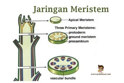 Pengertian dan Fungsi Jaringan Meristem - Ayok Sinau