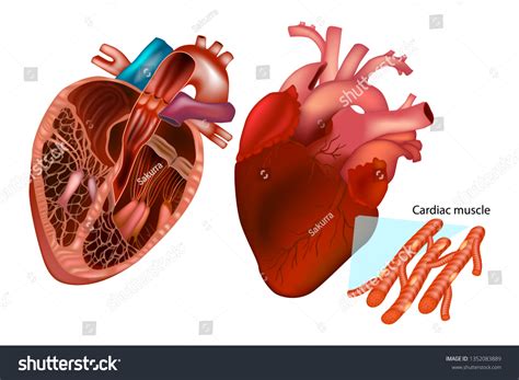 Cardiac Muscle Structure