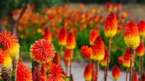 These Towering Perennials With Tall Flowers Are Perfect For Garden Borders | Horticulture Magazine