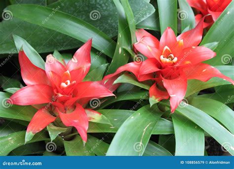 Red Bromelia Flowers Plants Stock Image - Image of blooming, flower: 108856579