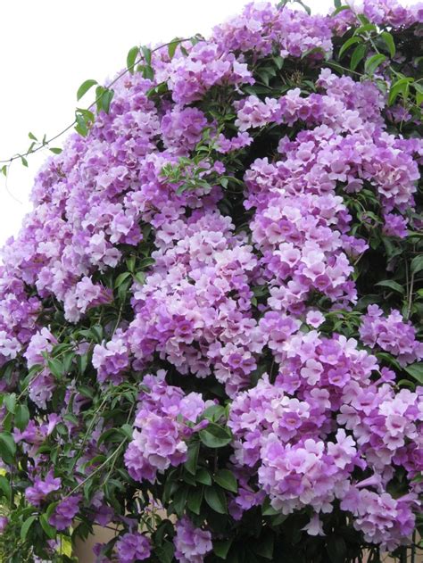 purple flowers growing on the side of a building