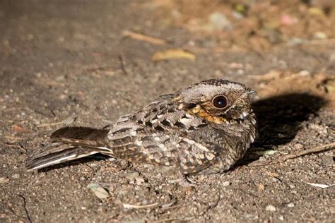 Nightjar - Alchetron, The Free Social Encyclopedia