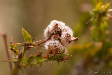 Plants of Finches Gully — Outside Four Walls