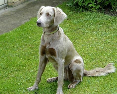 long-haired female Weimaraner (2005) | Weimaraner puppies, Long haired weimaraner, Large dog breeds