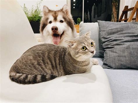 12 Amazing Dog Vs Cat Facts - Facts.net