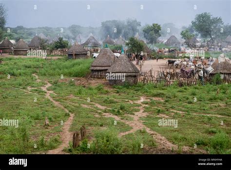 Ethiopia, Gambela, region Itang, village of ethnic group Nuer, cows in ...