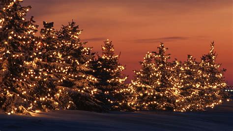 HD wallpaper: Lighted trees in the sunset, lit christmas tree lot, holidays | Wallpaper Flare