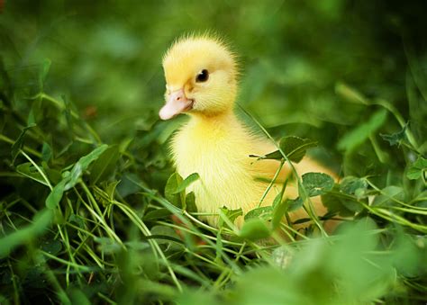 Baby Ducks Wallpapers - Wallpaper Cave